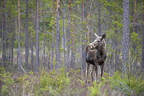 Moose (Alces alces) in pine forest, Bergslagen, Sweden, April 2009