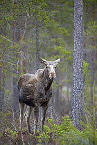 Moose (Alces alces) in pine forest, Bergslagen, Sweden, April 2009
