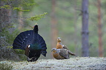 Capercaillie (Tetrao urogallus) cock displaying to two females in forest, Bergslagen, Sweden, April 2009