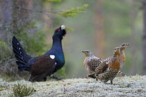 Capercaillie (Tetrao urogallus) cock displaying two three females in forest, Bergslagen, Sweden, April 2009