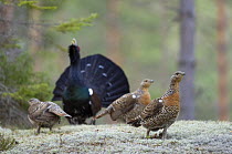 Capercaillie (Tetrao urogallus) cock displaying to three females in forest, Bergslagen, Sweden, April 2009