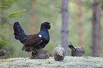 Capercaillie (Tetrao urogallus) pair mating, with other females nearby, Bergslagen, Sweden, April 2009
