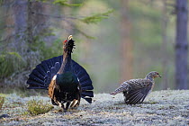 Capercaillie (Tetrao urogallus) cock displaying to female in forest, Bergslagen, Sweden, April 2009