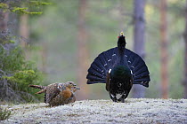 Capercaillie (Tetrao urogallus) cock displaying to females in forest, Bergslagen, Sweden, April 2009