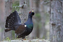 Capercaillie (Tetrao urogallus) cock displaying in forest, Bergslagen, Sweden, April 2009
