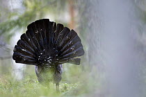 Rear view of Capercaillie (Tetrao urogallus) cock displaying in the forest, Bergslagen, Sweden, April 2009