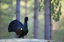 Capercaillie (Tetrao urogallus) cock displaying in the forest, Bergslagen, Sweden, April 2009