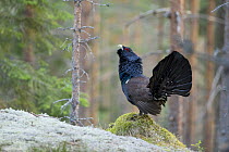 Capercaillie (Tetrao urogallus) cock displaying on raised mound in forest, Bergslagen, Sweden, April 2009