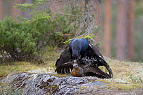 Capercaillie (Tetrao urogallus) pair mating, Bergslagen, Sweden, April 2009