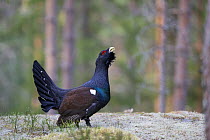Capercaillie (Tetrao urogallus) cock displaying in forest, Bergslagen, Sweden, April 2009