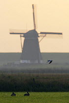 Two European / Brown hares (Lepus europaeus) in field in front of windmill, Texel, Holland, May 2009
