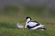 Avocet (Recurvirostra avosetta) with chick, Texel, Netherlands, May 2009 Wild Wonders kids book.