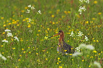 Black-tailed godwit (Limosa limosa) in meadow, Texel, Netherlands, May 2009