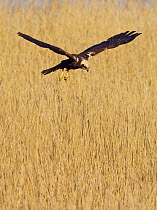 Female Marsh harrier (Circus aeruginosus) hovering over reeds, Texel, Netherlands, May 2009