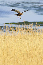 Marsh harrier (Circus aeruginosus) in flight carrying prey over reedbeds, Texel, Netherlands, May 2009