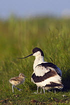 Avocet (Recurvirostra avosetta) with young, Texel, Netherlands, May 2009