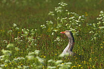 Greylag goose (Anser anser) in flowering field, Texel, Netherlands, May 2009