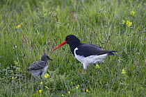 Oystercatcher (Haematopus ostralegus) with chick, Texel, Netherlands, May 2009