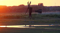 Birds around a small pool of water near a minature windmill, Texel, Netherlands, May 2009