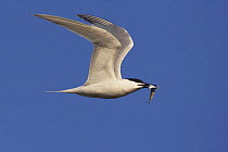 Sandwich tern (Sterna sandvicensis) carrying fish in flight, Texel, Netherlands, May 2009