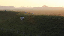 Texel sheep, Texel, Netherlands, May 2009