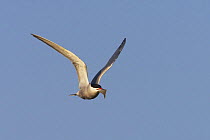 Common tern (Sterna hirundo) in flight carrying fish, Texel, Netherlands, May 2009
