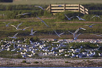 Sandwich terns (Sterna sandvicensis) at nest site, Texel, Netherlands, May 2009