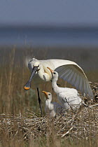 Spoonbill (Platalea leucorodia) stretching wing at nest with two chicks, Texel, Netherlands, May 2009