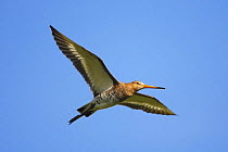 Black-tailed godwit (Limosa limosa) in flight, Texel, Netherlands, May 2009
