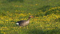 Greylag goose (Anser anser) amongst yellow flowers, Texel, Netherlands, May 2009