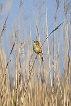 Reed warbler (Acrocephalus scirpaceus) perched on reed singing, Texel, Netherlands, May 2009