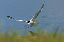 Common tern (Sterna hirundo) flying carrying fish in beak, Texel, Netherlands, May 2009