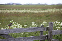 Redshank (Tringa totanus) standing on gate, Texel, Netherlands, May 2009