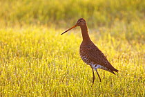Black tailed godwit (Limosa limosa) in field, Texel, Netherlands, May 2009