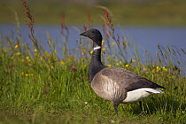 Brent goose (Branta bernicla) profile, Texel, Netherlands, May 2009