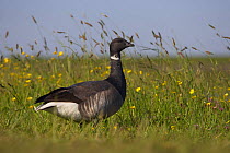 Brent goose (Branta bernicla) standing in field with yellow flowers, Texel, Netherlands, May 2009