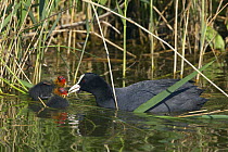 Coot (Fulica Atra) feeding chick, Texel, Netherlands, May 2009