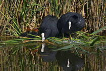 Coot (Fulica Atra) family, two adults, two chicks, on nest, Texel, Netherlands, May 2009
