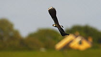 Lapwing (Vanellus vanellus) in flight, Texel, Netherlands, May 2009