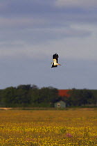 Lapwing (Vanellus vanellus) flying over field, Texel, Netherlands, May 2009