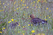 Black tailed godwit (Limosa limosa) with chick in field, Texel, Netherlands, May 2009