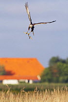 Marsh harrier (Circus aeruginosus) in flight carrying stick for nest, Texel, Netherlands, May 2009