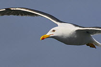 Lesser black backed gull (Larus fuscus) in flight, Texel, Netherlands, May 2009