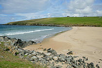 Sandy beach, West Sandwick Beach, Yell, Shetland Islands, Scotland, May 2006