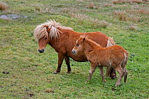 Shetland ponies (Equus caballus) mare and foal on hillside, Unst, Shetland Islands, Scotland, June