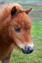 Shetland pony (Equus caballus) foal portrait, Unst, Shetland Islands, Scotland, June