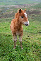 Shetland pony (Equus caballus) foal on hillside, Unst, Shetland Islands, Scotland, june