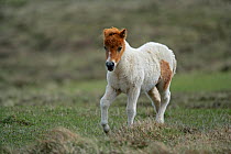 Shetland pony (Equus caballus) foal running across moorland, Unst, Shetland, Scotland, June