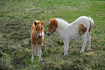 Two Shetland pony (Equus caballus) foals on moorland, Unst, Shetland Islands, Scotland, June