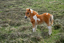 Shetland pony (Equus caballus) foal on moorland, Unst, Shetland Islands, Scotland, June